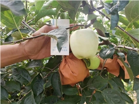 维纳斯黄金